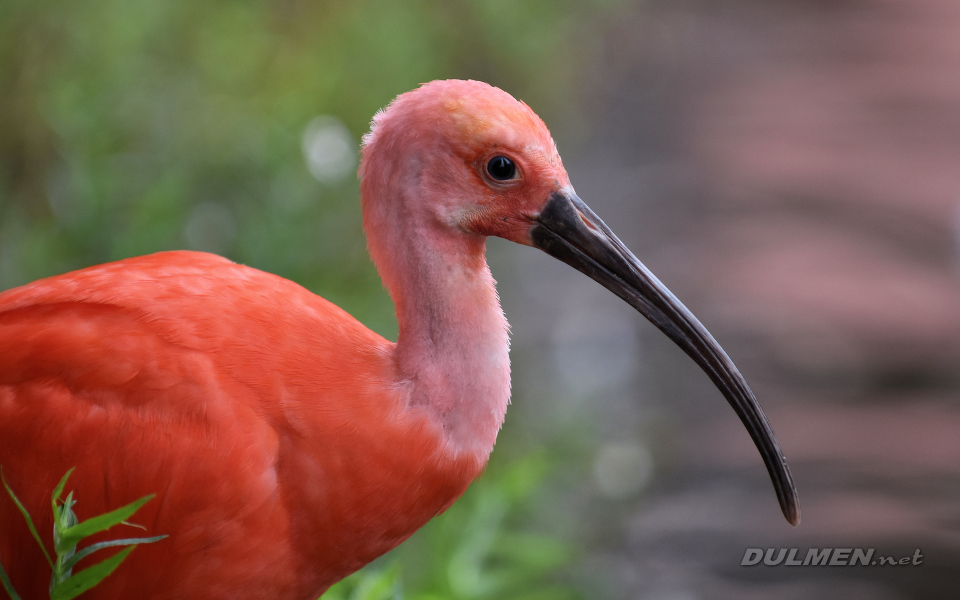 Scarlet ibis (Eudocimus ruber)